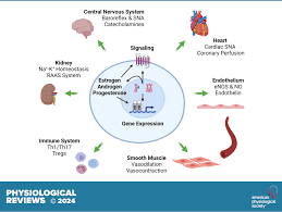 Sex differences in blood pressure regulation and hypertension: renal,  hemodynamic, and hormonal mechanisms | Physiological Reviews