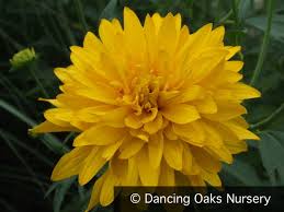 Image result for Rudbeckia laciniata
