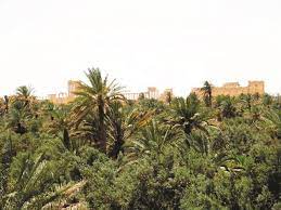 واحة النخيل في تدمر