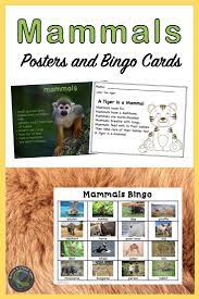 tierklassifikation saugetiere bingo poster und mehr