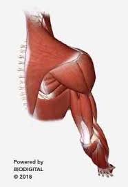 « back show on map ». Understanding Shoulder Pain Neuromuscular Therapy Of Vermont
