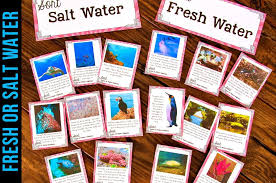 Learners discuss the characteristics of habitats. Types Of Water Habitats Sort