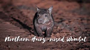 Image result for Northern hairy-nosed wombat