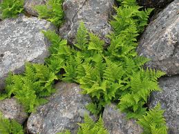 Image result for Hypolepis