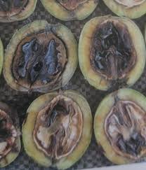 Image result for antraknóza ořešáku