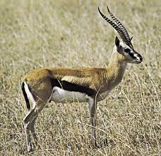 Inizia a suonare all'età di 22 anni, come flavio pardini, esibendosi. Gazelle Mammal Britannica