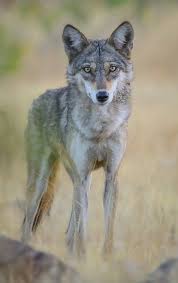 Download and use 500+ wolf stock photos for free. Indian Wolf Wikipedia