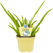 Bei uns wird die pflanze als zimmerpflanze gehalten, weil es hier schlichtweg zu kalt ist und die pflanze keinen bodenfrost verträgt. Blu Echte Aloe Vera Topf O Ca 12 Cm Kaufen Bei Obi
