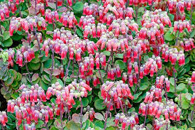 Image result for Kalanchoe fedtschenkoi