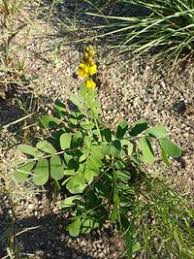 Image result for Senna italica