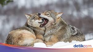 Check spelling or type a new query. Foto Serigala Serigala Terakhir