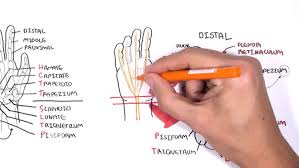 Image result for Normal Anatomic Position of the Hand and Wrist