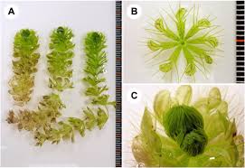 Image result for Aldrovanda vesiculosa