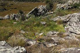 Image result for Clutia sessilifolia