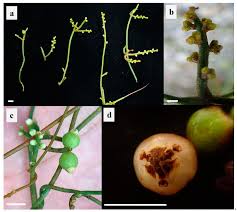 Image result for Pteris buchananii