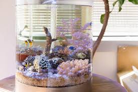 水換え不要の水槽で誰でもアクアリウム 簡単オシャレに海水魚水槽を楽しめます 水族館の魚 海水魚 水槽 水槽 おしゃれ