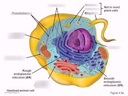 We did not find results for: Animal Cell Diagram Quizlet