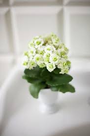 Page Not Found Planting Flowers Kalanchoe Blossfeldiana Planting Succulents