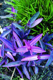 Image result for Tradescantia