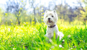Fueron muy importantes en la época prehispánica ya que acompañaban las. Dia Mundial Del Perro Feliz Dia Amigo Hoy Se Conmemora El Dia Mundial Del Perro Mascotas Caracol Caracol Radio