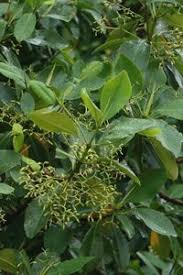 Image result for Rhizophora racemosa