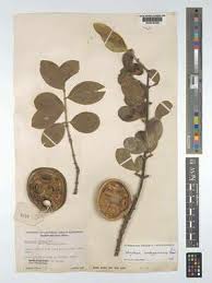 Image result for Strychnos madagascariensis