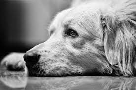 Black And White Photography Tips For Beginners Photodoto Animal Photography White Photography Black And White Animal Photography