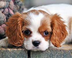 Cavalier King Charles Spaniel Dog King Charles Cavalier Spaniel Puppy Cavalier King Charles Dog Spaniel Puppies For Sale