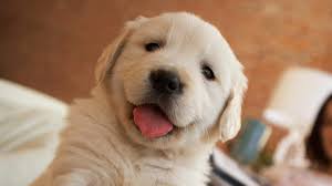 Oreo's really improving on mix and matching!. National Pet Day 2021 30 Cute Dog Photos To Make You Smile