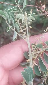 Image result for Indigofera roseo-caerulea