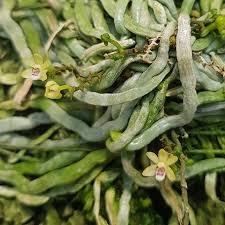 Image result for Taeniophyllum