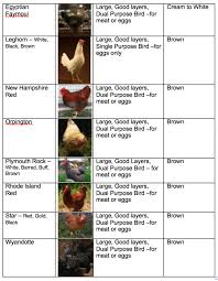Unusual Chicken Comparison Chart Types Of Chickens Chart Hen
