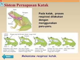 Sistem Pernafasan Apa Itu Sistem Pernafasan Mejakita