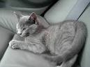 Russian Blue Cat Breed Information, Pictures ...