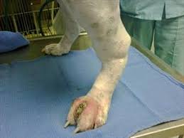 Getting a diagnosis of bladder cancer can be a difficult time. Lymphoma In The Skin Of Dogs Veterinary Partner Vin