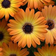 Image result for Osteospermum