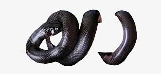 If you have telegram, you can view and join أشيائِـي.ِ ‏ right away. Snake Png Free Download Free Download 34 Best Quality Snake Vector Png At Getdrawings Iwanna Fly