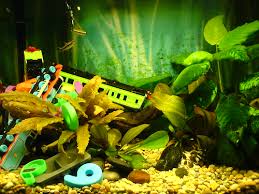 Ever wondered why modern fish tanks are so popular and people are immediately and almost hypnotically drawn towards them the moment their eyes spot one in the vicinity. Fish Tank In Toddlers Room Safety Set Up Tips Parent S Guide 2021