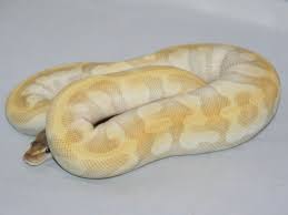 Mojave Special Super Enchi Morph List World Of Ball Pythons Ball Python Cute Reptiles Beautiful Snakes