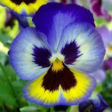 With english origins, this name means a thorny patch. 16. Scientific 1001 Articles