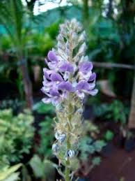 Image result for Uraria