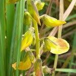 Image result for Crotalaria incompta