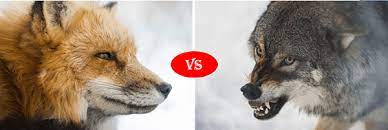 Who do you think will win? Fox Vs Gray Wolf Fight Comparison Who Will Win