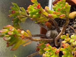 We did not find results for: Photo Of The Plant Crassula Ovata Et S Fingers Coral Jade Stock Photo Picture And Royalty Free Image Image 147555463