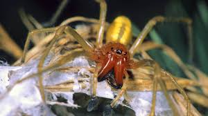 Welche ist die größte spinne der welt? Giftige Ammen Dornfingerspinne Breitet Sich In Deutschland Aus Br24