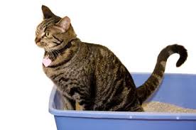 They are one of the great natural oil which provides a lot of value to us. 6 Safe Laxatives For Cats Lovetoknow