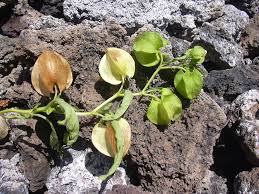 Image result for Nicandra physalodes
