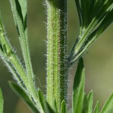 Image result for Erigeron sumatrensis