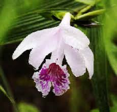 Image result for Polystachya spatella