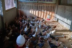 Maybe you would like to learn more about one of these? Ladang Uang Ternak Ayam Kampung Modal Kecil Peluang Menjanjikan Halaman All Kompas Com